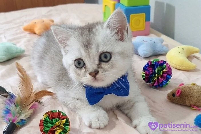 Bal surat ponçik bebek teslime hazır 1