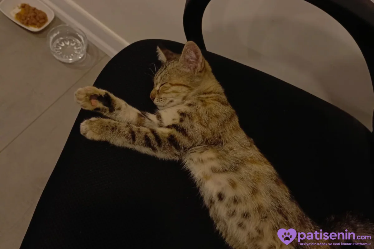 2,5 Aylık Tekir Oyuncu Kedi 2