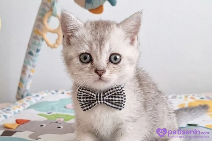 Bal surat ponçik bebek teslime hazır 2