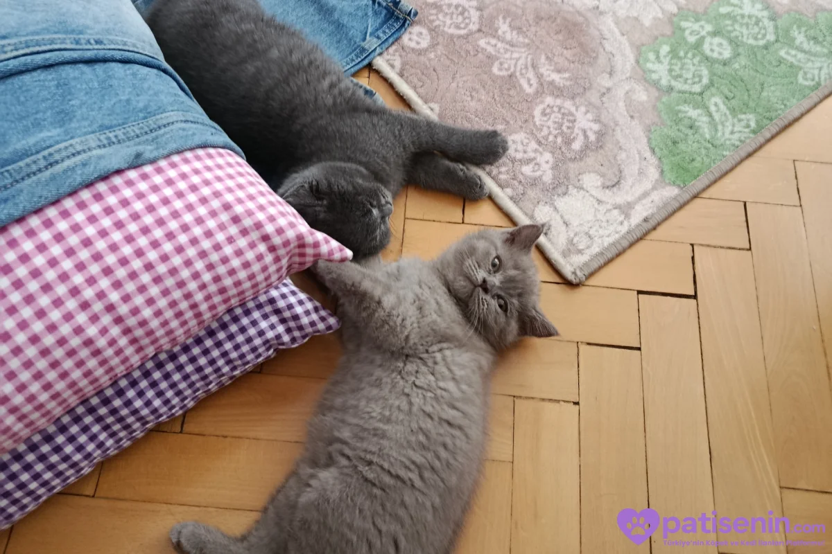 3 aylık lilac ve gri british shorthair 4