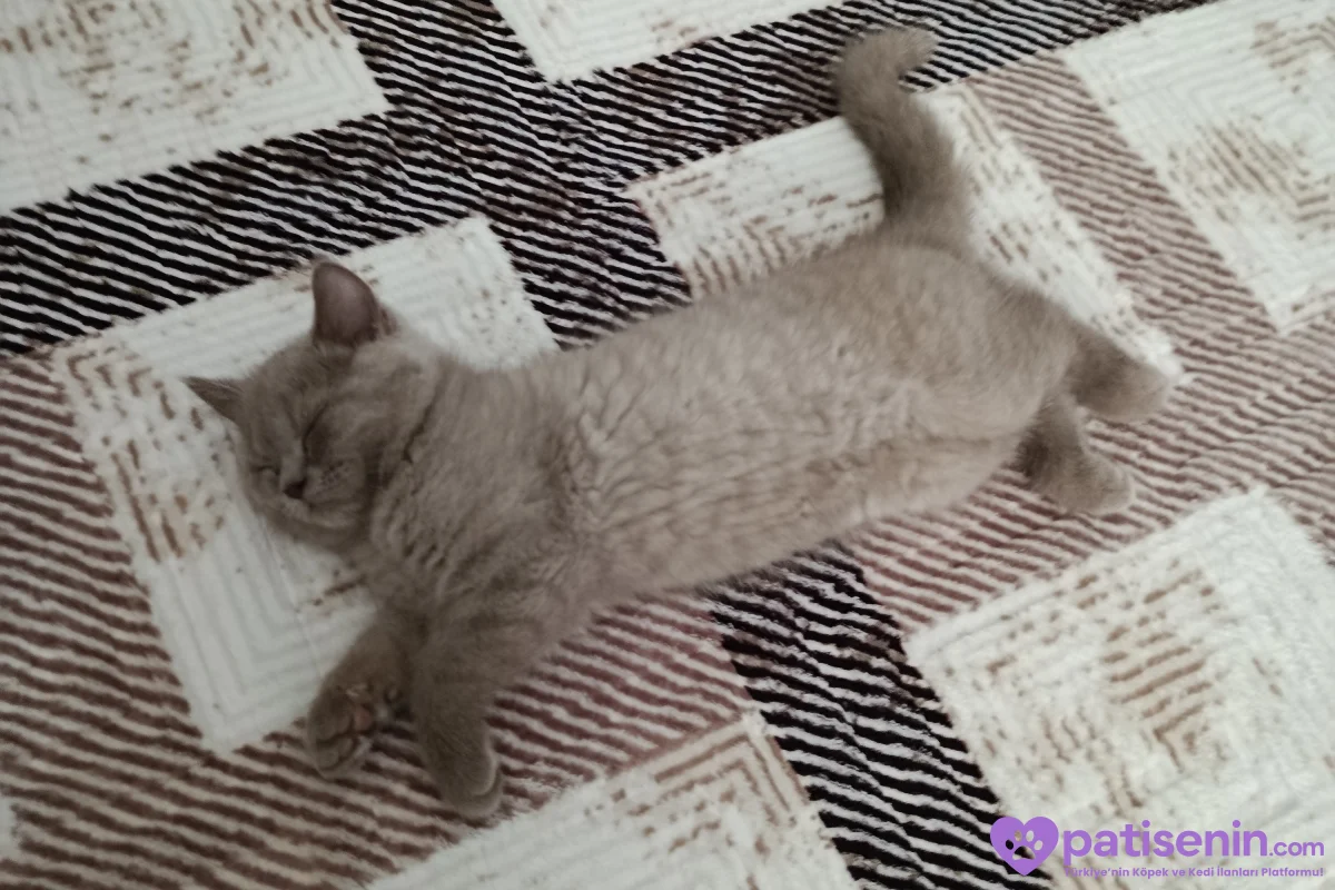 3 aylık lilac ve gri british shorthair 2