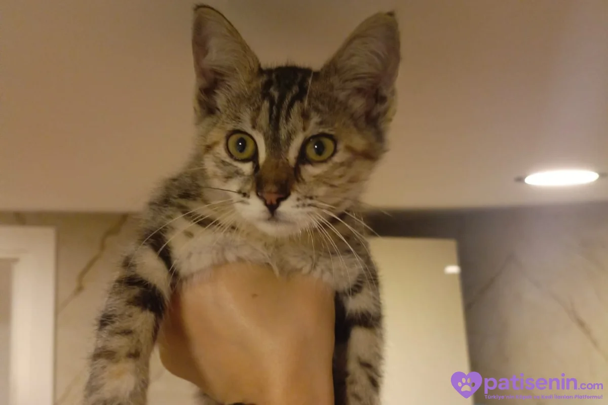 2,5 Aylık Tekir Oyuncu Kedi 1