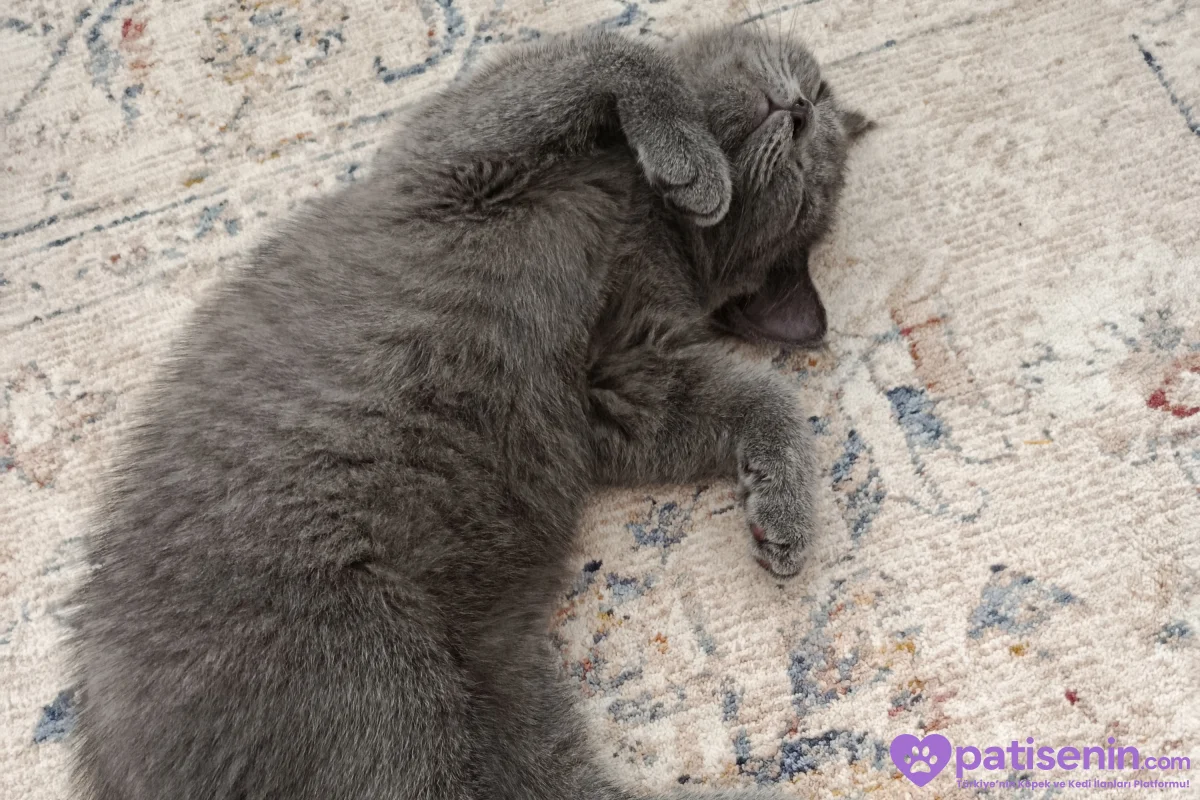 3 aylık lilac ve gri british shorthair 1