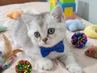 Bal surat ponçik bebek teslime hazır