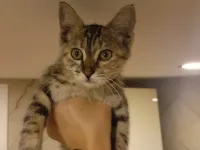 2,5 Aylık Tekir Oyuncu Kedi