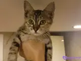 2,5 Aylık Tekir Oyuncu Kedi