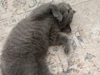 3 aylık lilac ve gri british shorthair