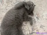 3 aylık lilac ve gri british shorthair