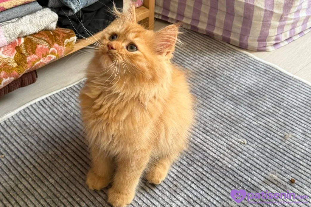 İran persian kedisi 1