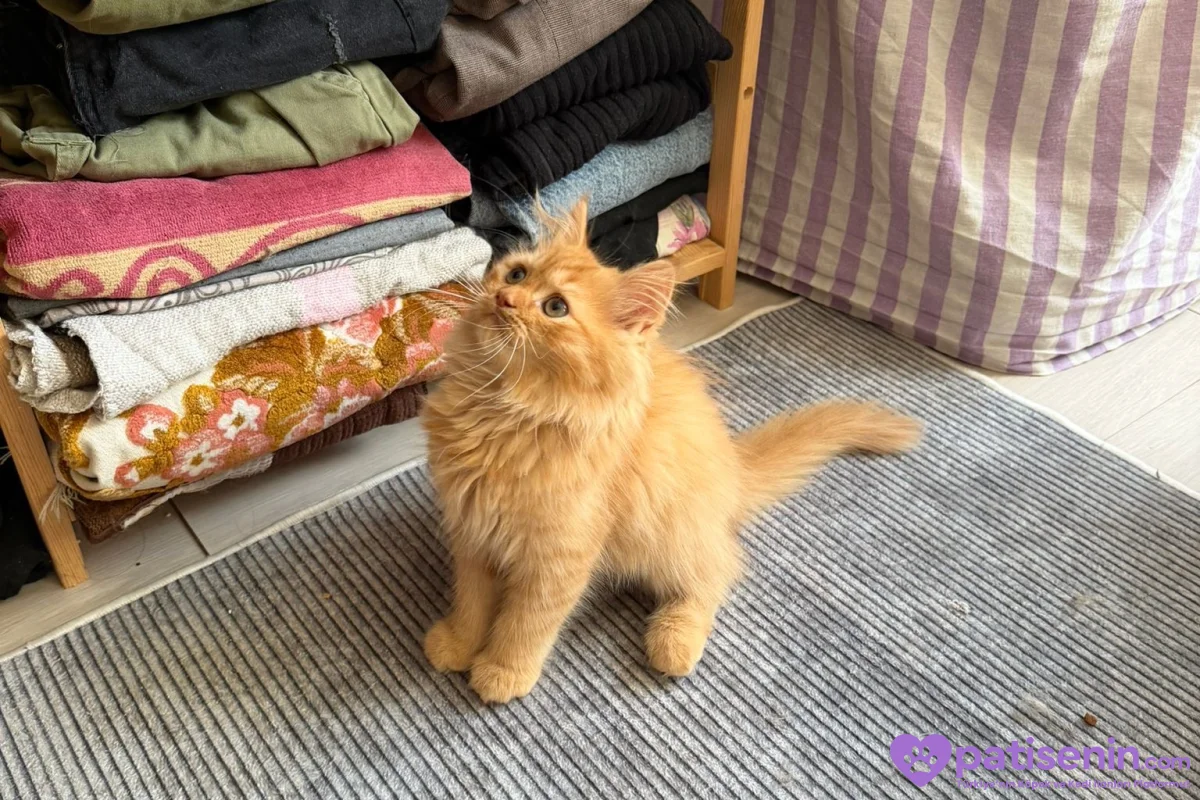 İran persian kedisi 2