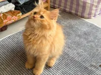İran persian kedisi