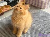 İran persian kedisi