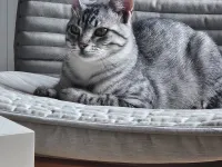 8 Aylık Sevgi dolu Erkek Tekir