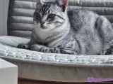 8 Aylık Sevgi dolu Erkek Tekir