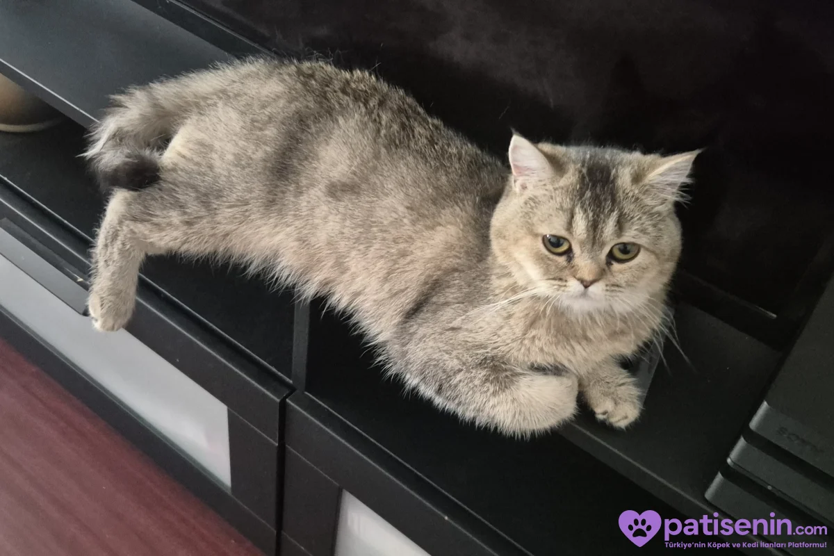 British shorthair sahiplendirme 5