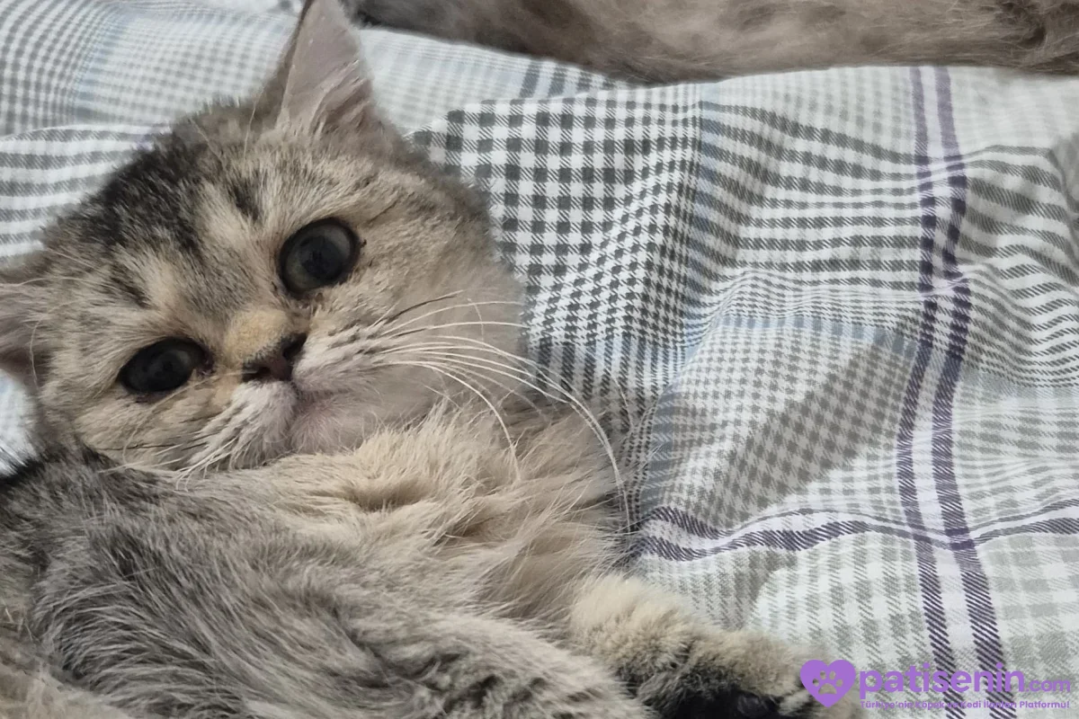 British shorthair sahiplendirme 4