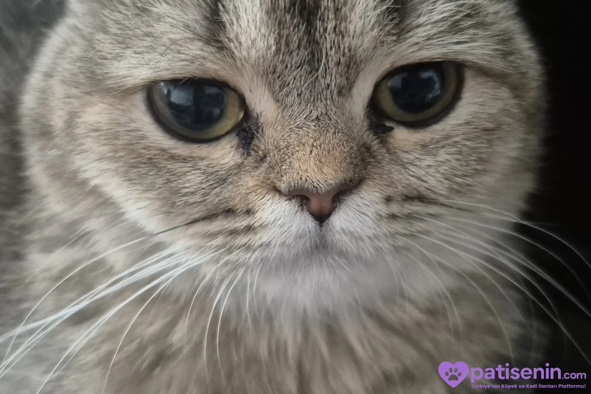British shorthair sahiplendirme 1