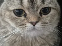 British shorthair sahiplendirme