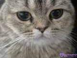 British shorthair sahiplendirme