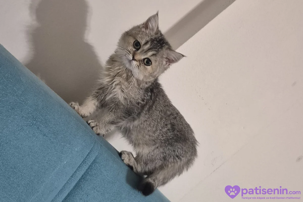 British shorthair sahiplendirme 3
