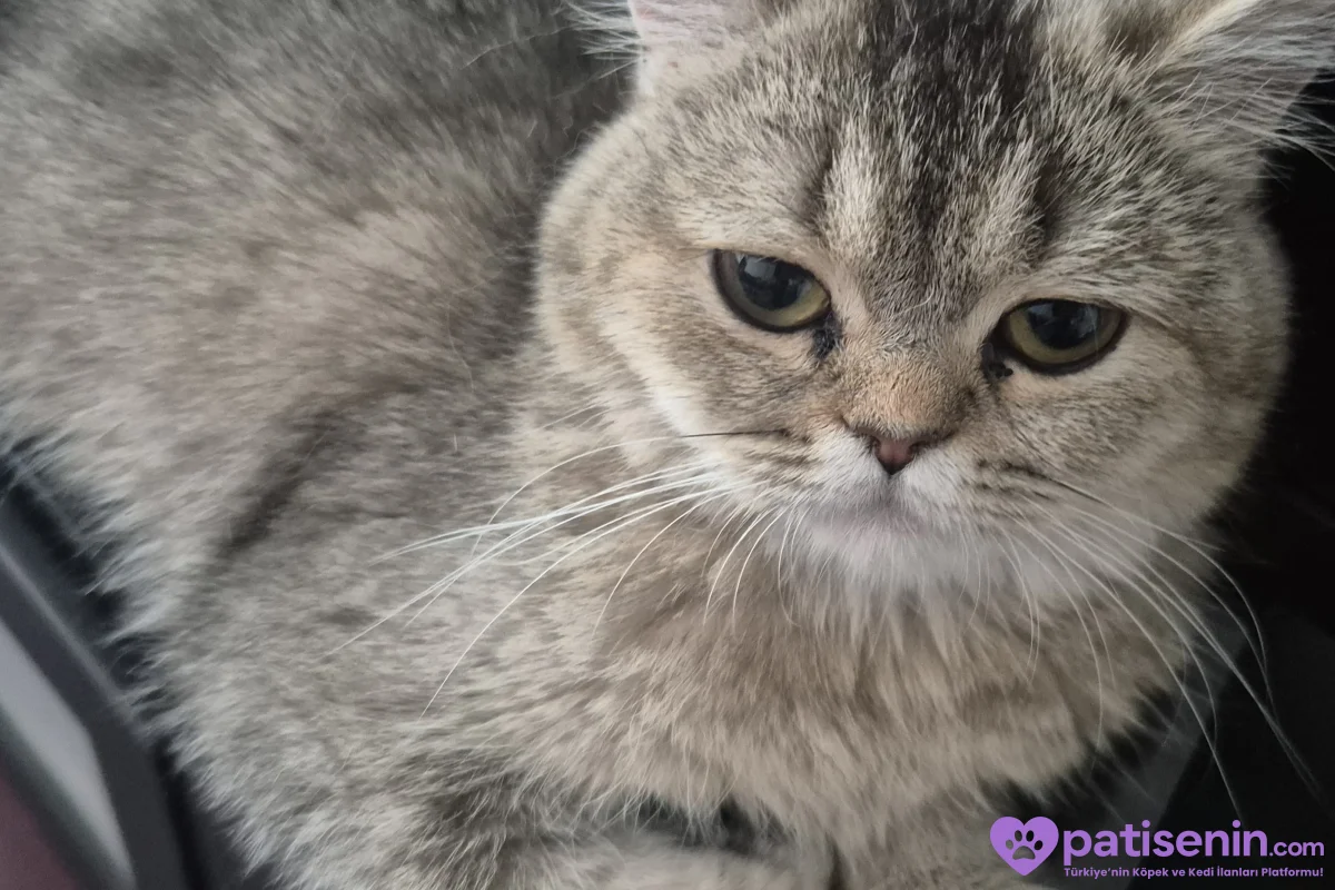 British shorthair sahiplendirme 2