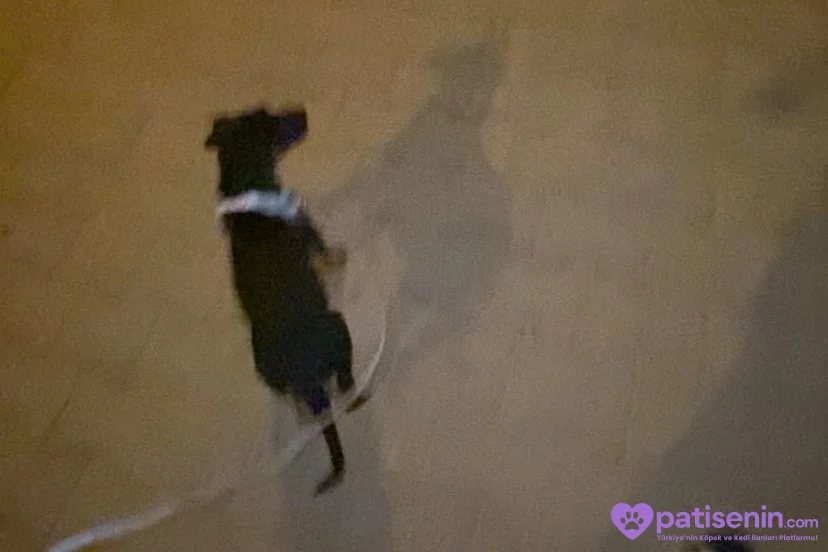 2 Aylık Safkan Doberman Yavrusu 1