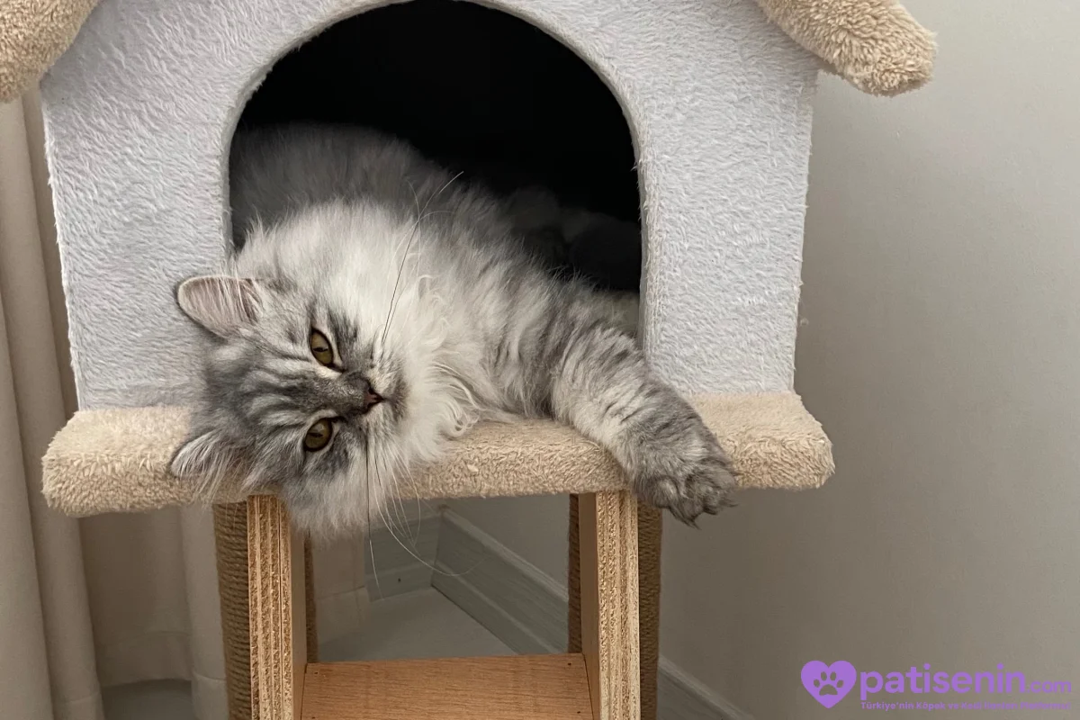 2 yaşında british longhair 3