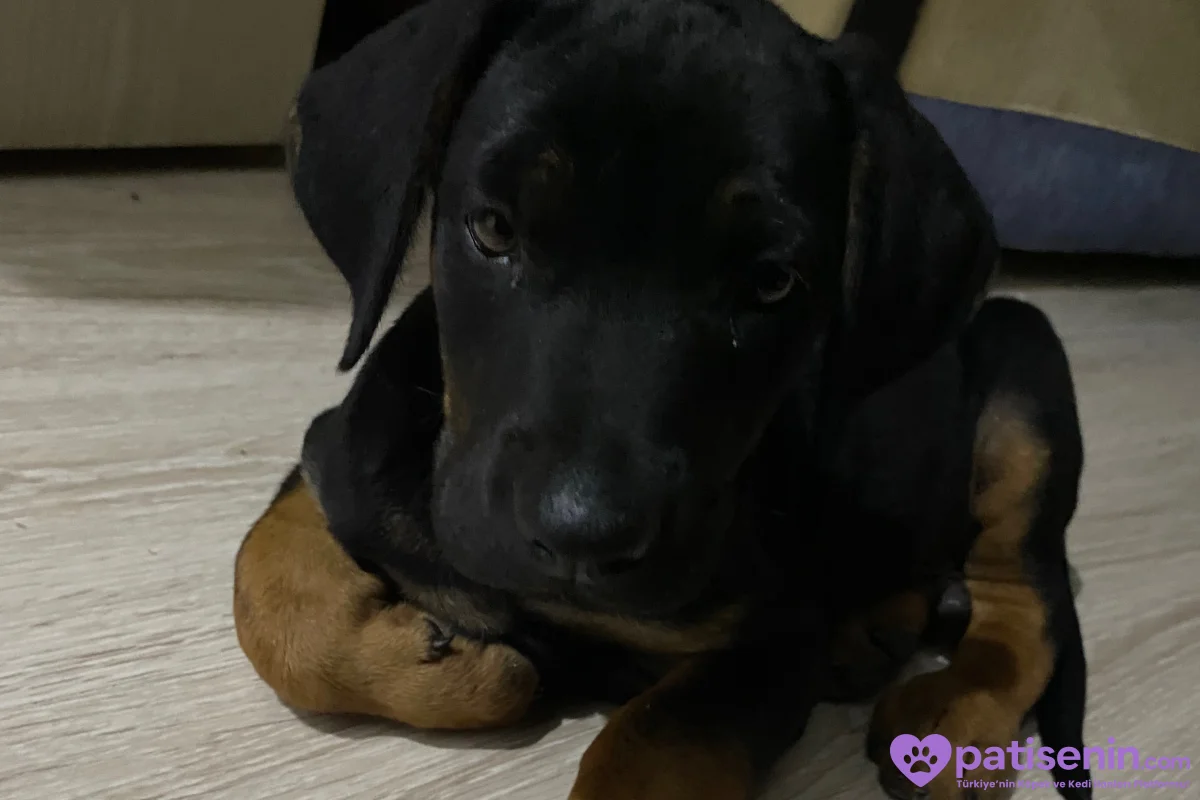 2 Aylık Safkan Doberman Yavrusu 4