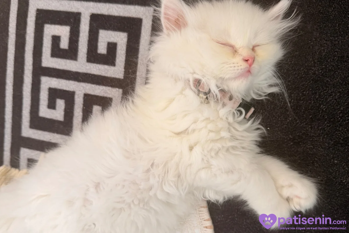 Safkan British Longhair Kedimiz Çok Uysal 1
