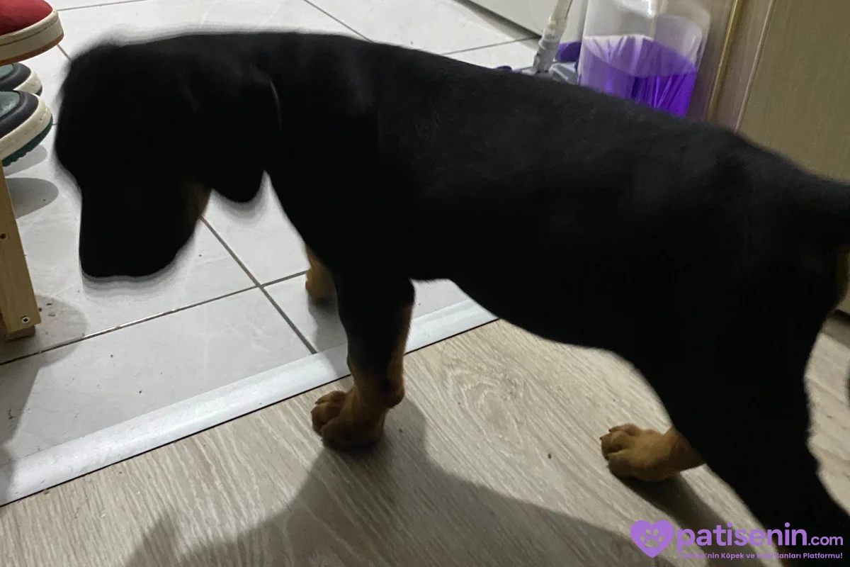 2 Aylık Safkan Doberman Yavrusu 2
