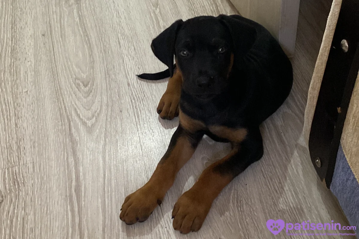 2 Aylık Safkan Doberman Yavrusu 3