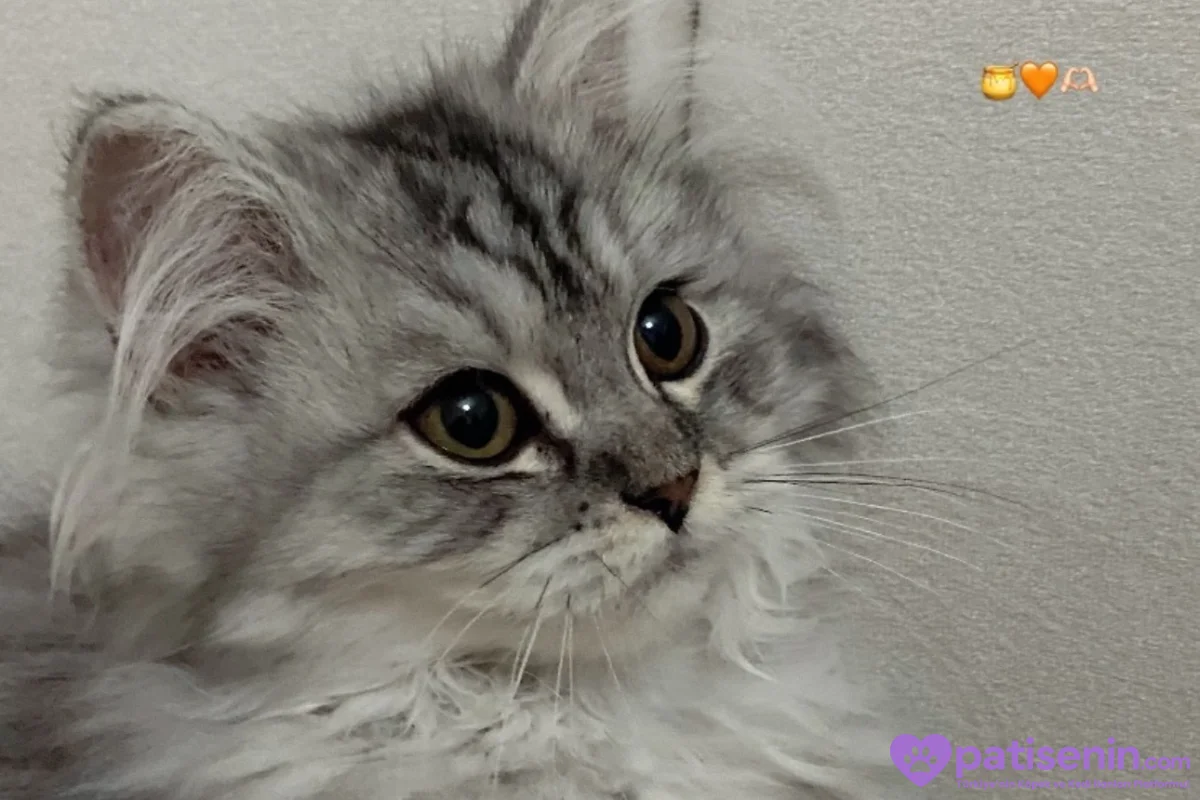 2 yaşında british longhair 4