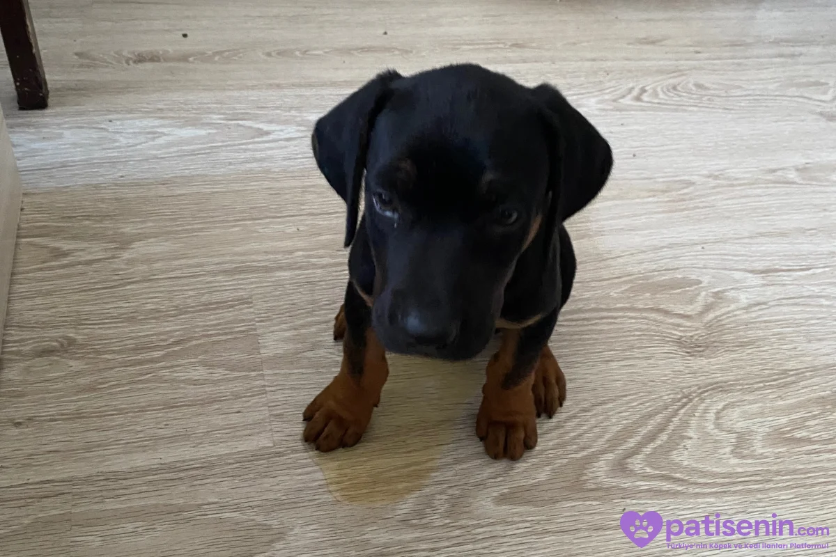 2 Aylık Safkan Doberman Yavrusu 5