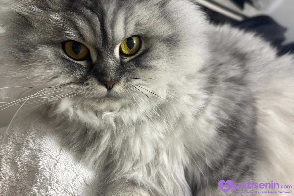 2 yaşında british longhair 2