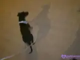 2 Aylık Safkan Doberman Yavrusu