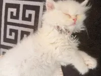 Safkan British Longhair Kedimiz Çok Uysal