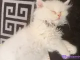 Safkan British Longhair Kedimiz Çok Uysal