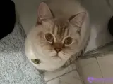 2 Yaşında British