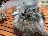2 yaşında british longhair