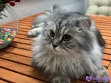 2 yaşında british longhair
