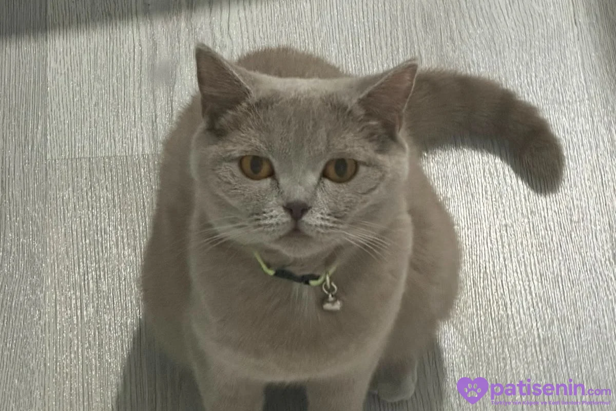 2 yaşında britisch shorthair 4