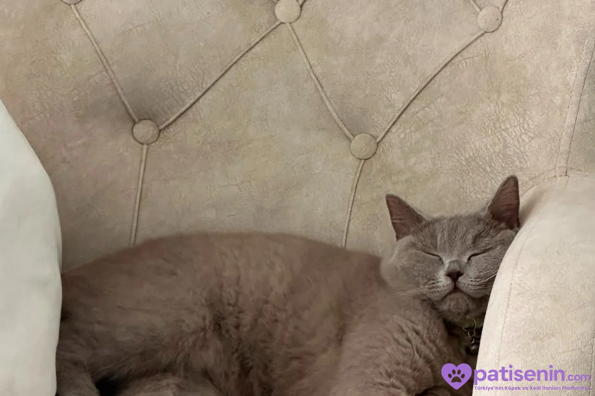 2 yaşında britisch shorthair 1