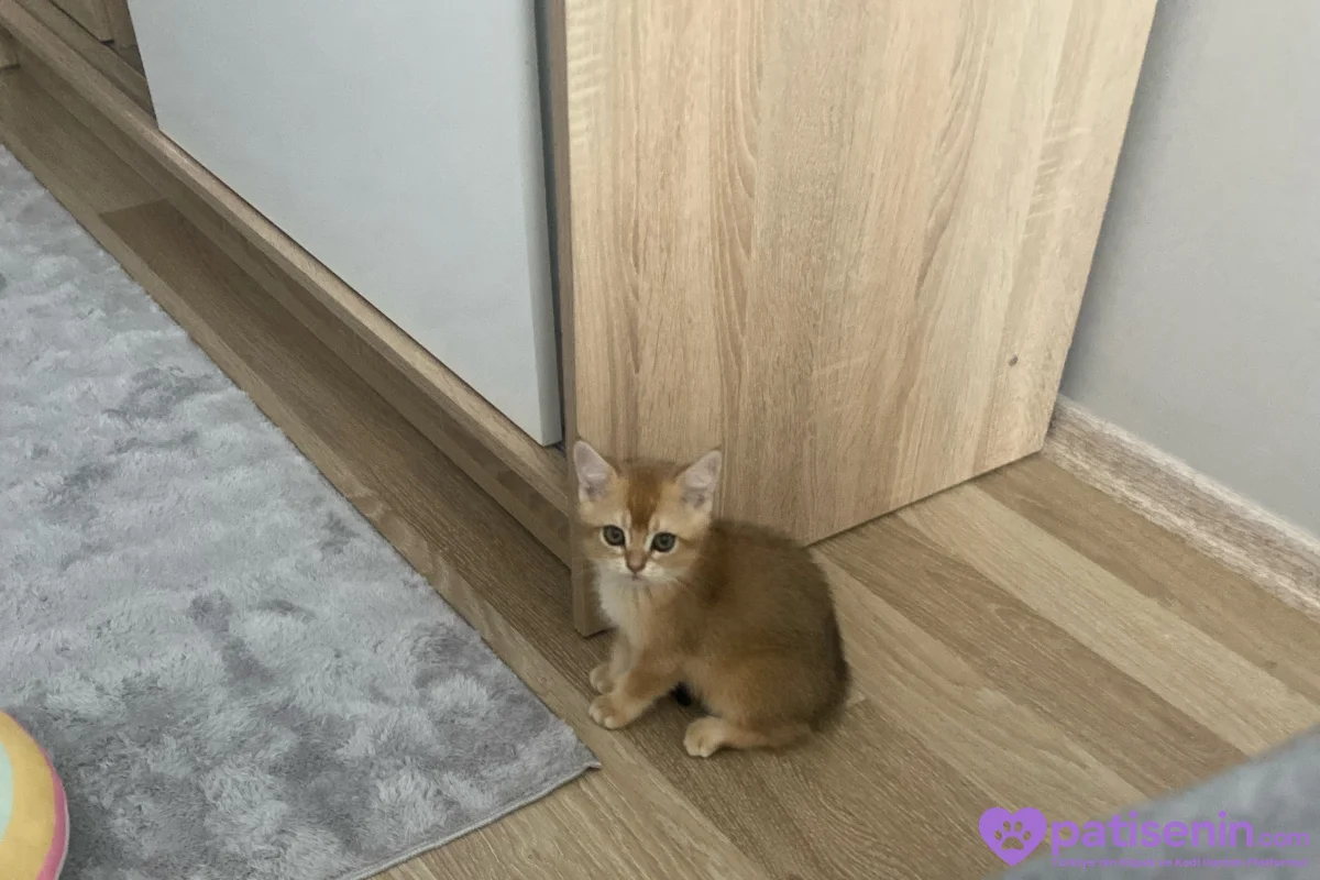 2 aylık brıtıs shorthair erkek 4