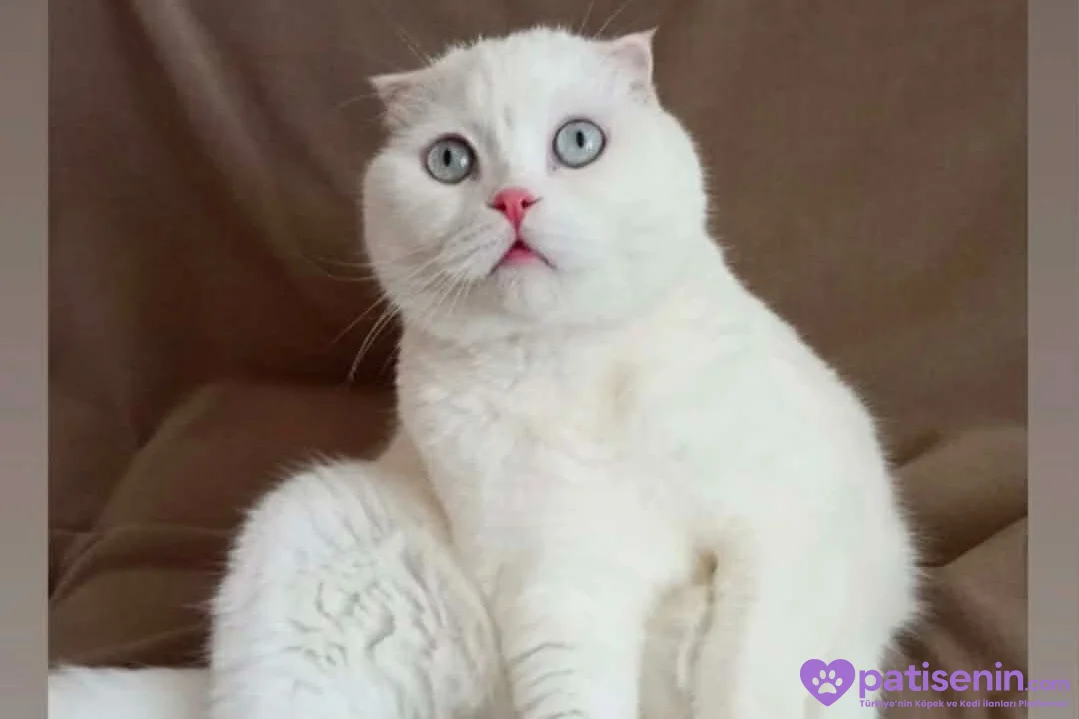 4 yaşında kısırlaştırılmıs beyaz scottish fold 1
