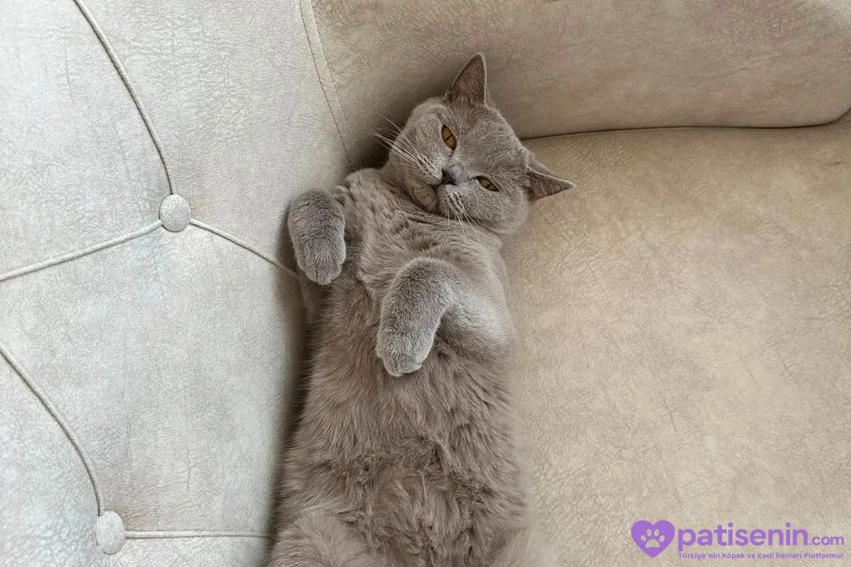 2 yaşında britisch shorthair 2