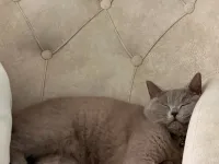 2 yaşında britisch shorthair