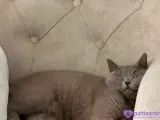 2 yaşında britisch shorthair