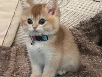 2 aylık brıtıs shorthair erkek