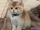 2 aylık brıtıs shorthair erkek