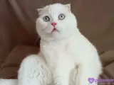 4 yaşında kısırlaştırılmıs beyaz scottish fold